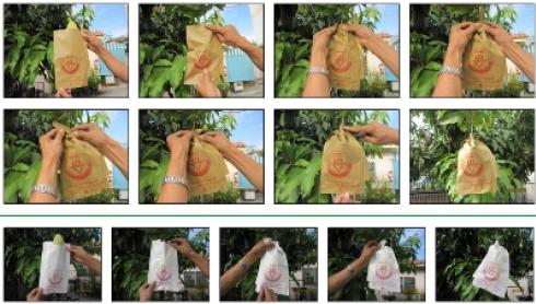 วิธีการห่อผลไม้ด้วยถุงกระดาษชุนฟง