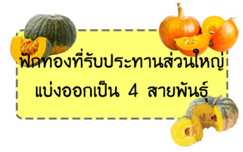 ฟักทองที่คนไทยชอบรับประทานส่วนใหญ่แบ่งออกเป็น 4 สายพันธุ์